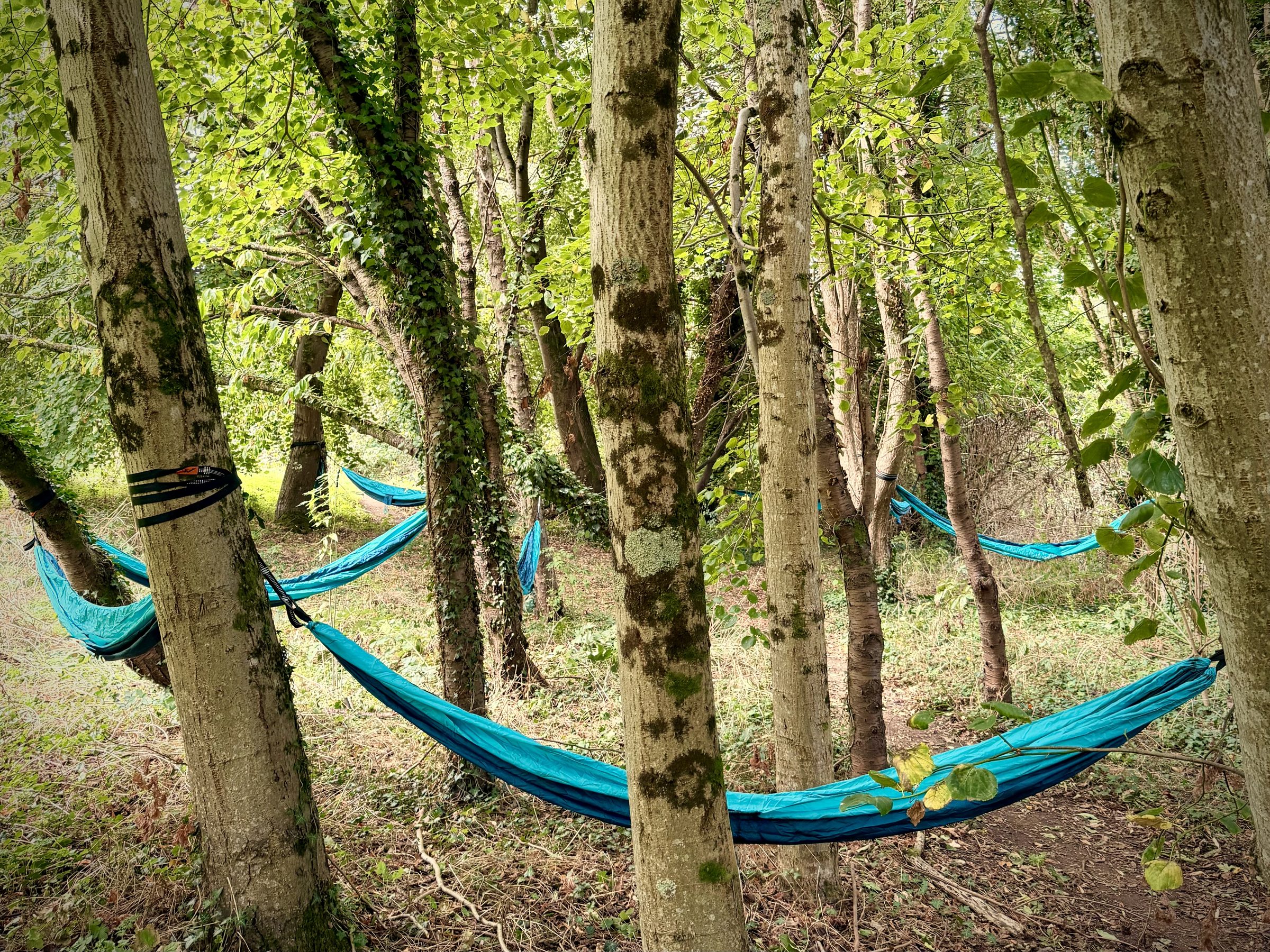 Teal hammocks hung between the trunks of tall trees in a woodland grove.