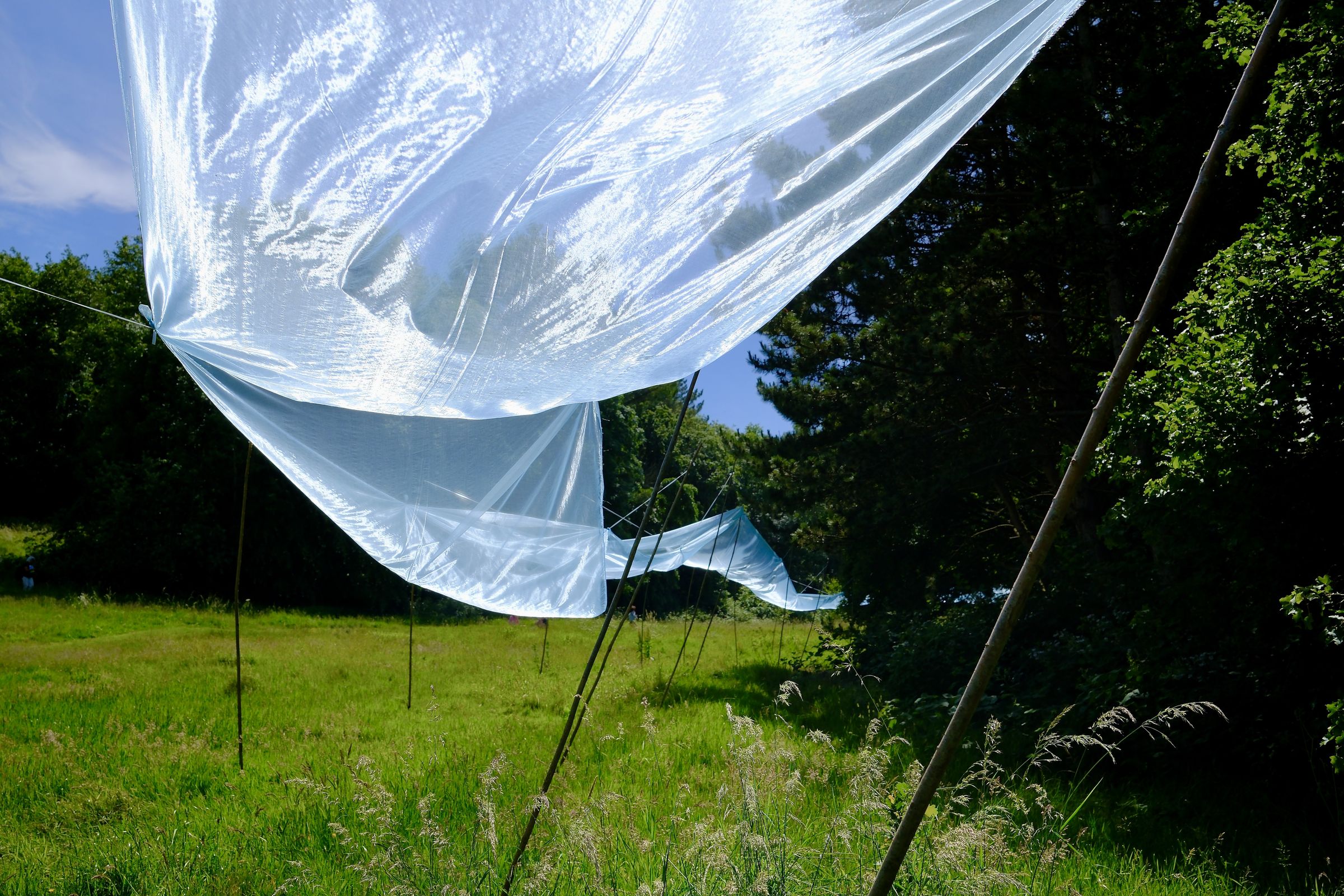 Sheer pale blue fabric billows in the sunlight above a meadow, held up on canes, with dark trees and blue sky behind.